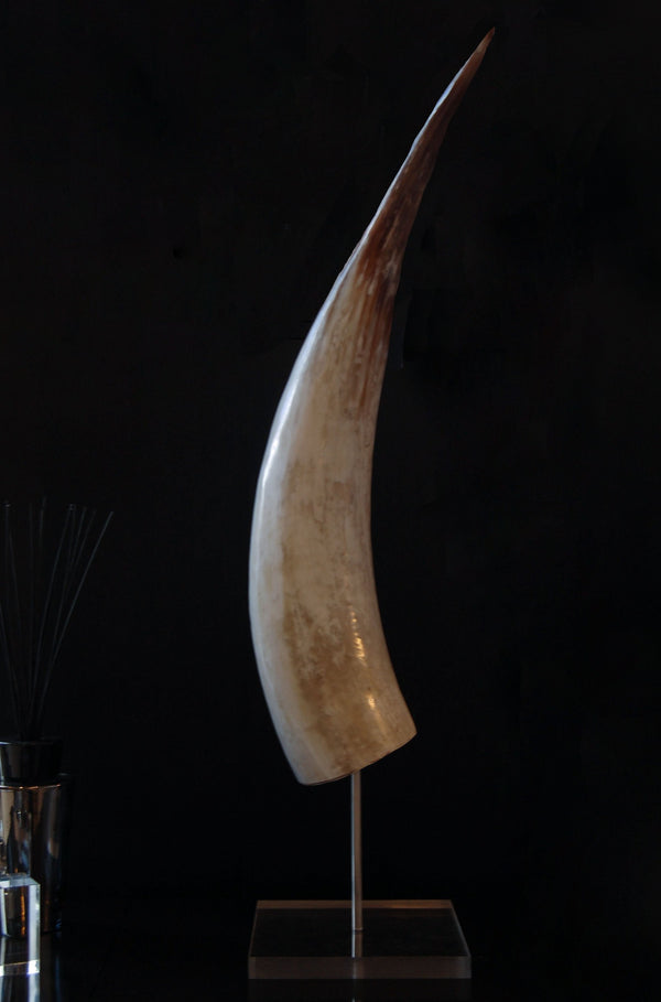 Horn on perspex stand vertical