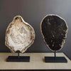 Petrified Wood Slice on Stand white and black