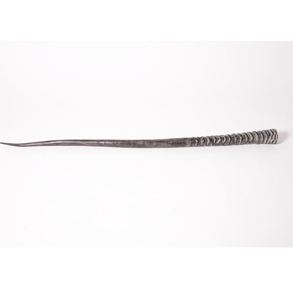 African Gemsbok Horn Display Piece
