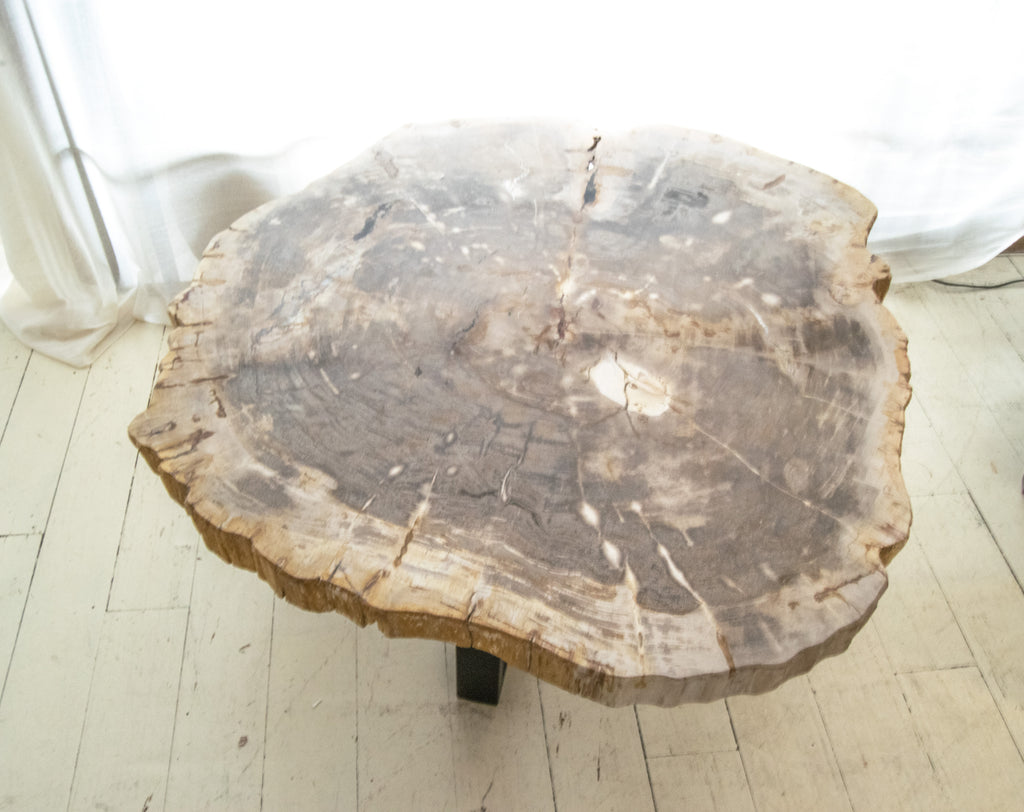 Top of Petrified coffee table