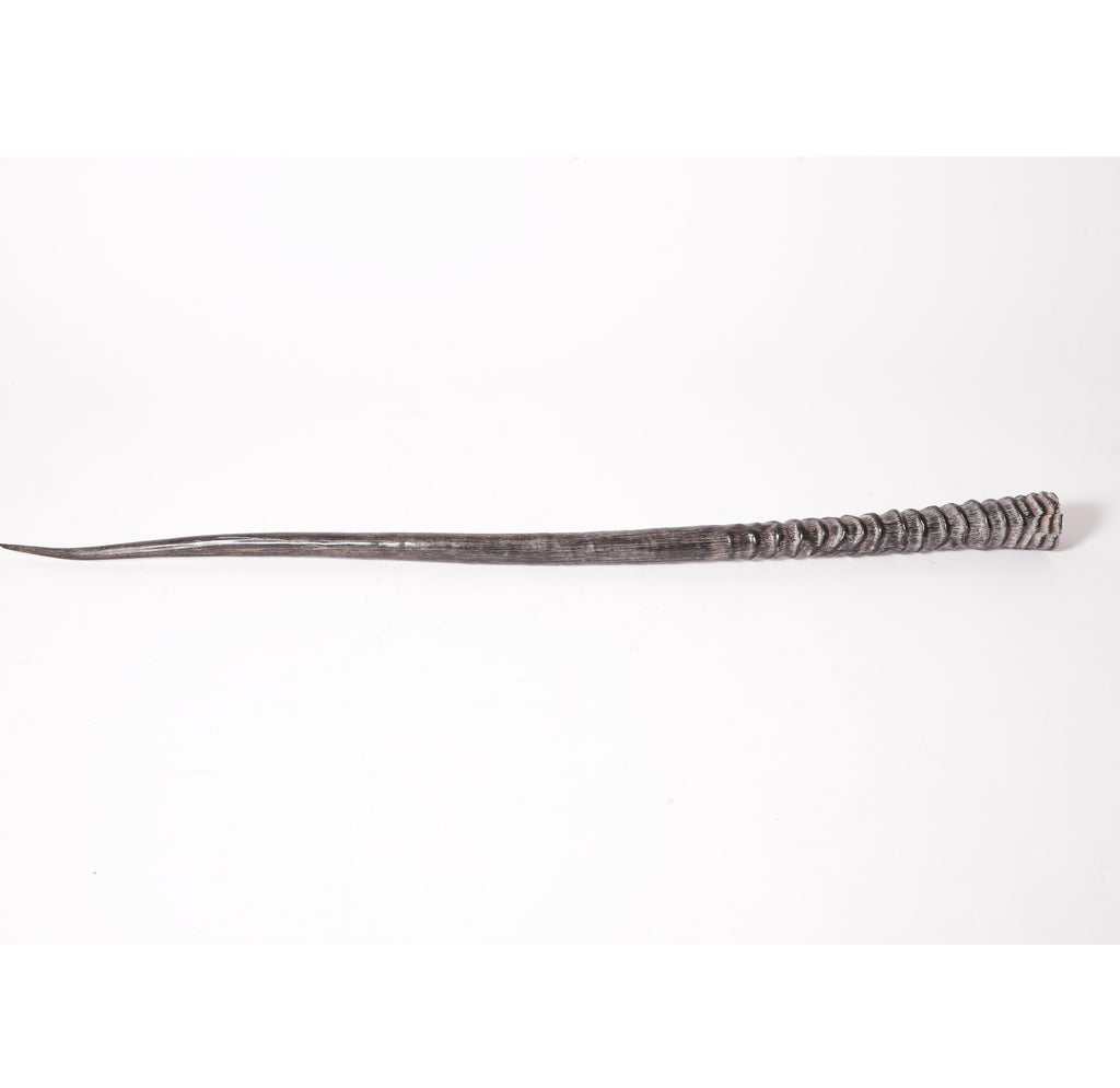 African Gemsbok Horn Display Piece