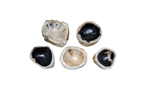Top View of Petrified Bowls